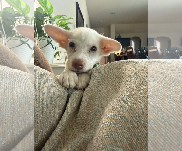 Medium Photo #1 Labrador Retriever-Unknown Mix Puppy For Sale in The Woodlands, TX, USA
