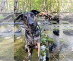 Small #8 Plott Hound Mix
