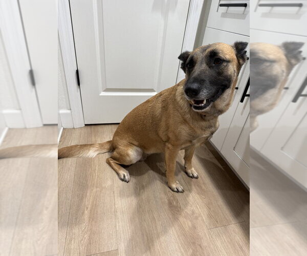 Medium Photo #3 Mutt Puppy For Sale in Imlay City, MI, USA