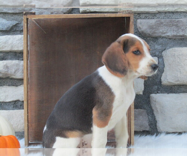 Medium Photo #11 Beagle Puppy For Sale in SUGARCREEK, OH, USA