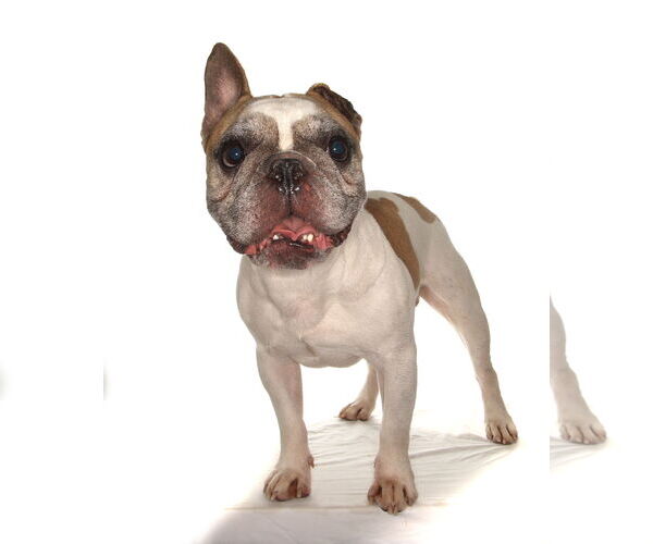 Medium Photo #2 French Bulldog Puppy For Sale in Oakland Park, FL, USA