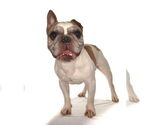 Small #1 French Bulldog