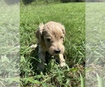 Puppy Sugar Goldendoodle