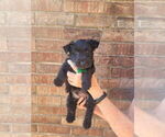 Puppy Marky Scottish Terrier