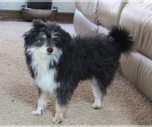 Aussiedoodle Miniature  Puppy for sale in FREDERICKSBURG, OH, USA