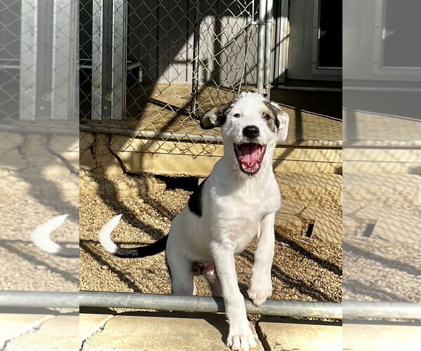 Medium Photo #1 Mutt Puppy For Sale in Estherville, IA, USA