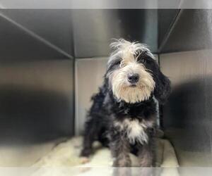 Miniature Labradoodle Dogs for adoption in Pasadena, CA, USA