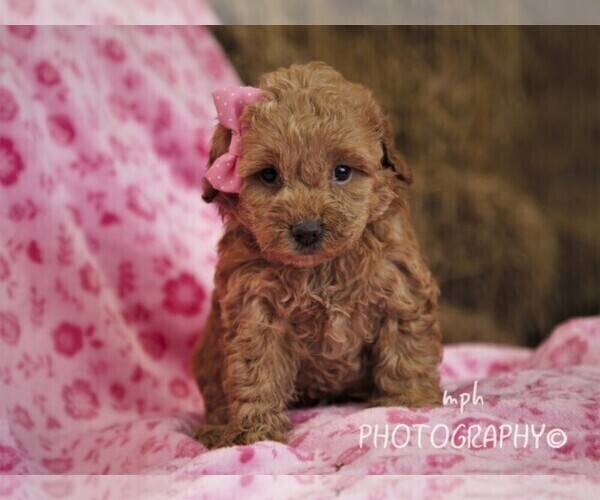 Medium Photo #5 Cockapoo-Poodle (Miniature) Mix Puppy For Sale in LIBERTY, KY, USA