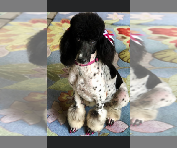 Medium Photo #1 Poodle (Standard) Puppy For Sale in PIGEON FORGE, TN, USA