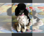 Small Photo #1 Poodle (Standard) Puppy For Sale in PIGEON FORGE, TN, USA