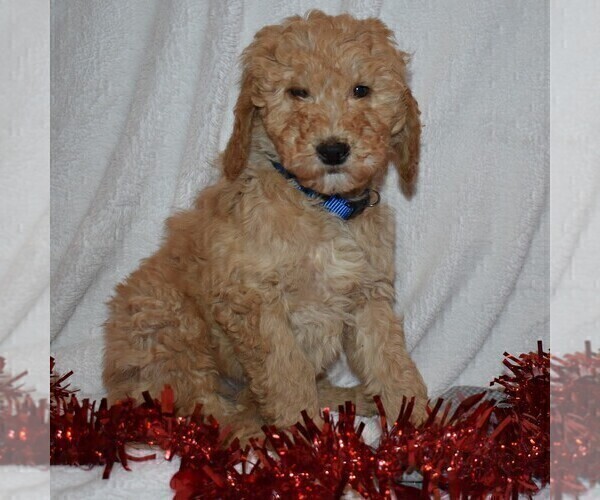 Medium Photo #4 Goldendoodle-Poodle (Miniature) Mix Puppy For Sale in KINZERS, PA, USA
