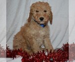 Small Photo #4 Goldendoodle-Poodle (Miniature) Mix Puppy For Sale in KINZERS, PA, USA