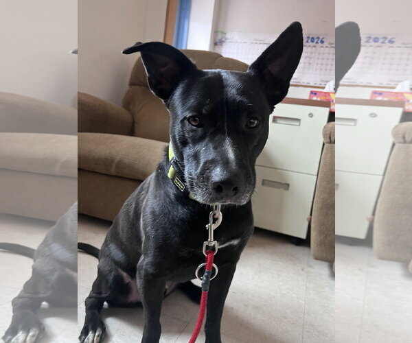 Medium Photo #4 American Pit Bull Terrier-Labrador Retriever Mix Puppy For Sale in Webster, WI, USA