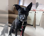Small #3 American Pit Bull Terrier-Labrador Retriever Mix