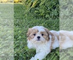 Small #3 Shih Tzu