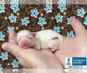 Maltese Puppy for sale in WINNSBORO, LA, USA