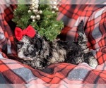 Small Photo #2 Poodle (Toy)-ShihPoo Mix Puppy For Sale in LINCOLN UNIV, PA, USA
