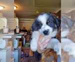 Small Photo #1 Miniature Australian Shepherd Puppy For Sale in MONMOUTH, OR, USA
