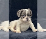 Small #7 French Bulldog