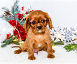 Small Photo #35 Cavalier King Charles Spaniel Puppy For Sale in WAKARUSA, IN, USA