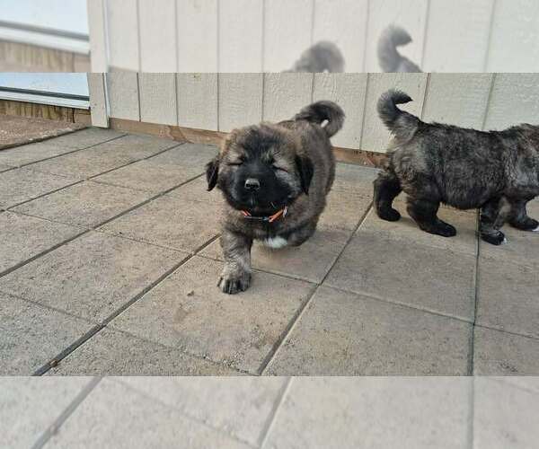 Medium Photo #5 Caucasian Shepherd Dog Puppy For Sale in NORTH PLAINS, OR, USA