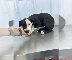 Mutt Dogs for adoption in Bakersfield, CA, USA