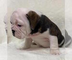 Small Photo #7 English Bulldog Puppy For Sale in CHARLESTON, SC, USA