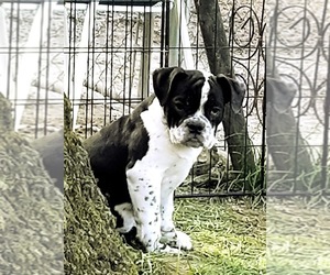 Olde English Bulldogge Puppy for sale in CYNTHIANA, IN, USA