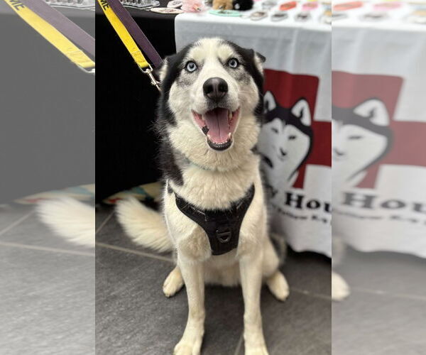 Medium Photo #3 Siberian Husky Puppy For Sale in Matawan, NJ, USA