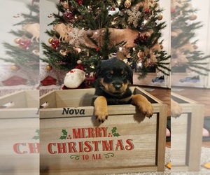Rottweiler Puppy for Sale in COTTLEVILLE, Missouri USA