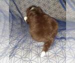 Small Photo #12 Aussie-Poo-Aussiedoodle Mix Puppy For Sale in ANNISTON, AL, USA
