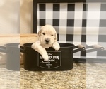 Small Photo #29 Golden Retriever Puppy For Sale in CARTHAGE, MO, USA
