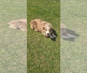 Mother of the Miniature Australian Shepherd puppies born on 04/10/2025