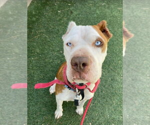 Mutt Dogs for adoption in Lakewood, CO, USA