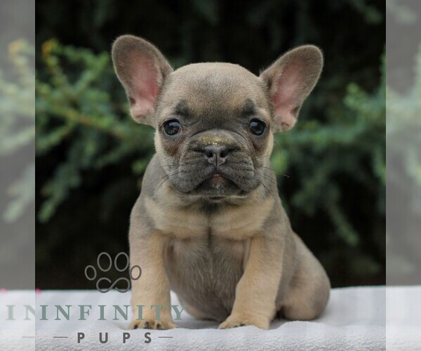 Medium Photo #1 French Bulldog Puppy For Sale in EAST EARL, PA, USA
