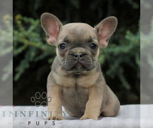 French Bulldog Puppy for sale in EAST EARL, PA, USA