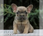 Small French Bulldog