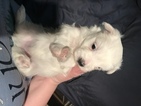 Small Photo #11 Coton de Tulear Puppy For Sale in KAYSVILLE, UT, USA