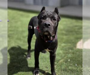 Mutt Dogs for adoption in Las Vegas, NV, USA