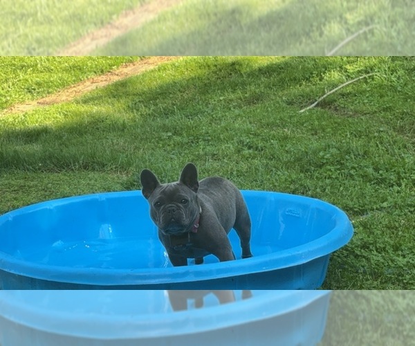 Medium Photo #1 French Bulldog Puppy For Sale in ZANESVILLE, OH, USA