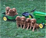 Small Photo #2 Goldendoodle-Poodle (Standard) Mix Puppy For Sale in EAST EARL, PA, USA