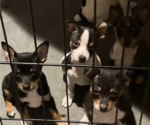 Rat Terrier Puppy for sale in MADERA, CA, USA