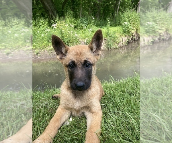 Medium Photo #9 Belgian Malinois Puppy For Sale in FAIRPLAY, MD, USA