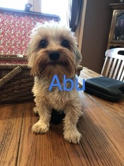 Yorkshire Terrier Puppy for sale in SHAFER, MN, USA