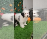 Small Photo #10 Miniature Bernedoodle Puppy For Sale in PISCATAWAY, NJ, USA