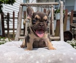 Small Photo #16 French Bulldog Puppy For Sale in GOSHEN, IN, USA