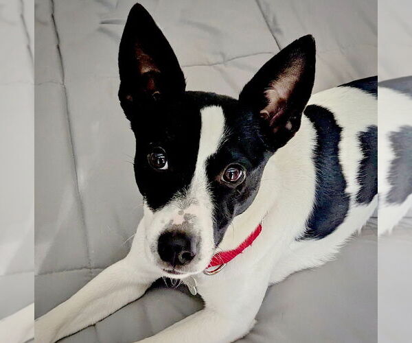 Medium Photo #1 Rat Terrier Puppy For Sale in Atlanta, GA, USA