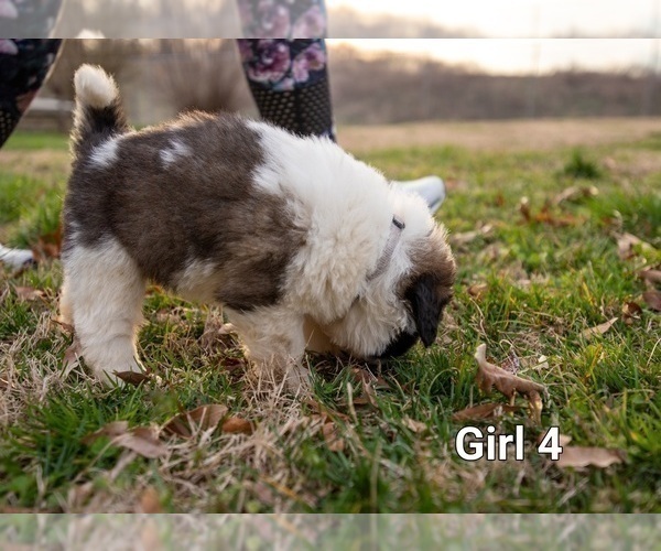 Medium Photo #6 Saint Bernard Puppy For Sale in KANNAPOLIS, NC, USA