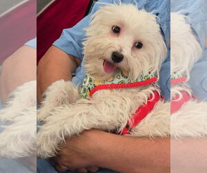 Havamalt Dogs for adoption in Sanford, FL, USA