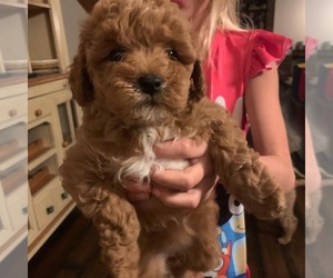 Labradoodle-Poodle (Standard) Mix Puppy for sale in GALT, CA, USA